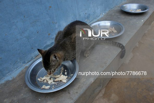 A cat eats food inside a rescue center acting as home for elderly, abandoned and rescued felines, on the occasion of 'World Cat Day', at the...