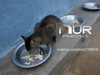 A cat eats food inside a rescue center acting as home for elderly, abandoned and rescued felines, on the occasion of 'World Cat Day', at the...