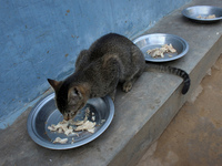 A cat eats food inside a rescue center acting as home for elderly, abandoned and rescued felines, on the occasion of 'World Cat Day', at the...