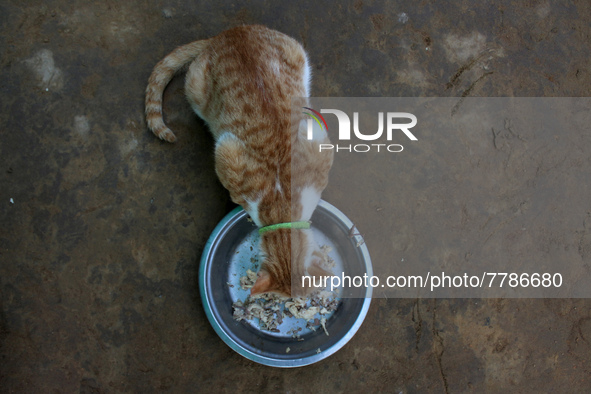 A cat eats food inside a rescue center acting as home for elderly, abandoned and rescued felines, on the occasion of 'World Cat Day', at the...