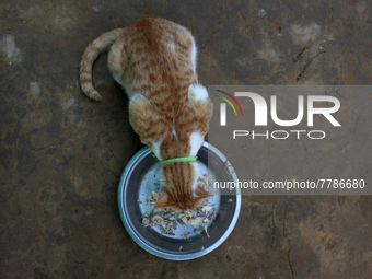 A cat eats food inside a rescue center acting as home for elderly, abandoned and rescued felines, on the occasion of 'World Cat Day', at the...