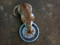 A cat eats food inside a rescue center acting as home for elderly, abandoned and rescued felines, on the occasion of 'World Cat Day', at the...