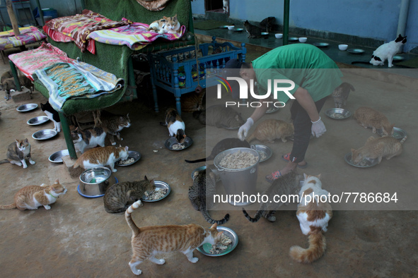 A caretaker serves food for cats inside a rescue center acting as home for elderly, abandoned and rescued felines, on the occasion of 'World...