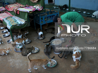 A caretaker serves food for cats inside a rescue center acting as home for elderly, abandoned and rescued felines, on the occasion of 'World...