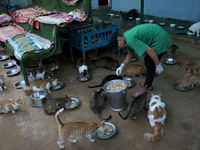 A caretaker serves food for cats inside a rescue center acting as home for elderly, abandoned and rescued felines, on the occasion of 'World...