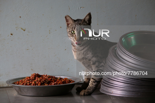 A cat looks on while it eats food inside a rescue center acting as home for elderly, abandoned and rescued felines, on the occasion of 'Worl...