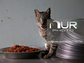 A cat looks on while it eats food inside a rescue center acting as home for elderly, abandoned and rescued felines, on the occasion of 'Worl...