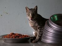 A cat looks on while it eats food inside a rescue center acting as home for elderly, abandoned and rescued felines, on the occasion of 'Worl...