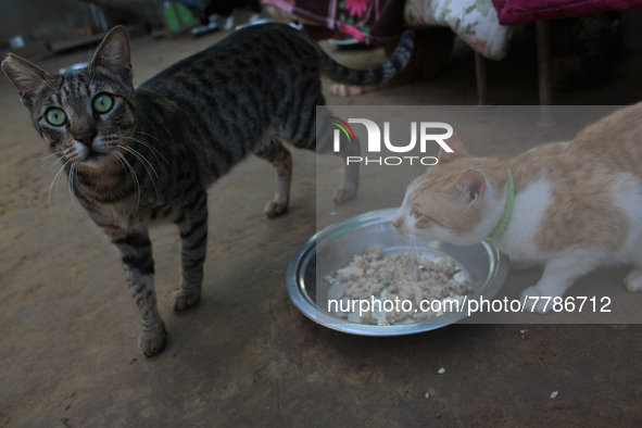 Cats are seen inside a rescue center acting as home for elderly, abandoned and rescued felines, on the occasion of 'World Cat Day', at the F...