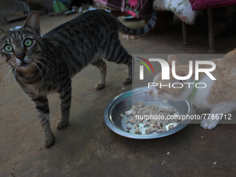 Cats are seen inside a rescue center acting as home for elderly, abandoned and rescued felines, on the occasion of 'World Cat Day', at the F...