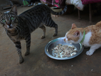 Cats are seen inside a rescue center acting as home for elderly, abandoned and rescued felines, on the occasion of 'World Cat Day', at the F...