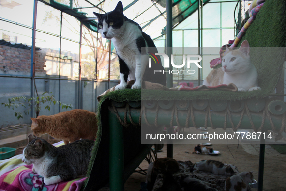 Cats are seen inside a rescue center acting as home for elderly, abandoned and rescued felines, on the occasion of 'World Cat Day', at the F...