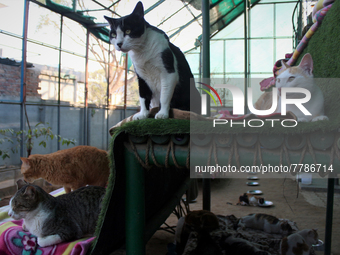 Cats are seen inside a rescue center acting as home for elderly, abandoned and rescued felines, on the occasion of 'World Cat Day', at the F...