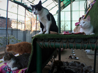 Cats are seen inside a rescue center acting as home for elderly, abandoned and rescued felines, on the occasion of 'World Cat Day', at the F...