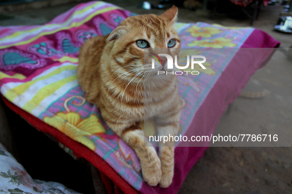 A cat sits inside a rescue center acting as home for elderly, abandoned and rescued felines, on the occasion of 'World Cat Day', at the Frie...