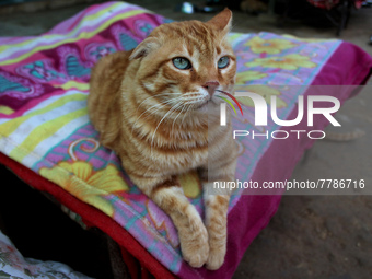 A cat sits inside a rescue center acting as home for elderly, abandoned and rescued felines, on the occasion of 'World Cat Day', at the Frie...