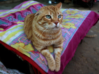 A cat sits inside a rescue center acting as home for elderly, abandoned and rescued felines, on the occasion of 'World Cat Day', at the Frie...