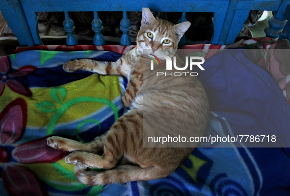 A cat sits inside a rescue center acting as home for elderly, abandoned and rescued felines, on the occasion of 'World Cat Day', at the Frie...