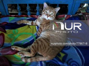 A cat sits inside a rescue center acting as home for elderly, abandoned and rescued felines, on the occasion of 'World Cat Day', at the Frie...