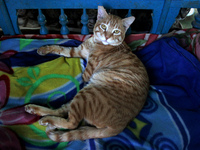 A cat sits inside a rescue center acting as home for elderly, abandoned and rescued felines, on the occasion of 'World Cat Day', at the Frie...