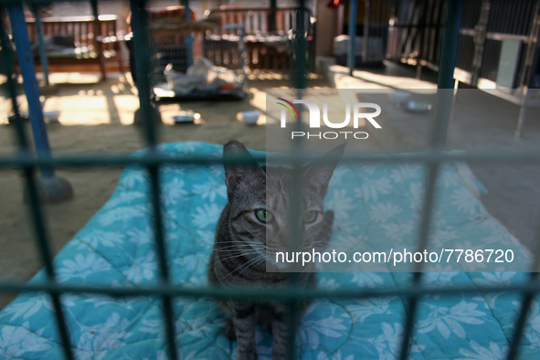 A cat sits inside its enclosure at a rescue center acting as home for elderly, abandoned and rescued felines, on the occasion of 'World Cat...