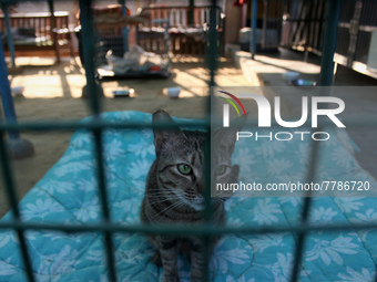 A cat sits inside its enclosure at a rescue center acting as home for elderly, abandoned and rescued felines, on the occasion of 'World Cat...