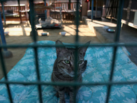 A cat sits inside its enclosure at a rescue center acting as home for elderly, abandoned and rescued felines, on the occasion of 'World Cat...