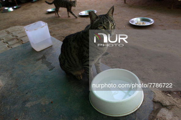 A cat drinks water inside its enclosure at a rescue center acting as home for elderly, abandoned and rescued felines, on the occasion of 'Wo...