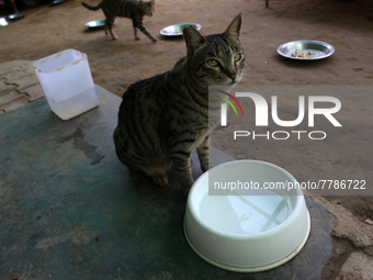 A cat drinks water inside its enclosure at a rescue center acting as home for elderly, abandoned and rescued felines, on the occasion of 'Wo...