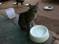 A cat drinks water inside its enclosure at a rescue center acting as home for elderly, abandoned and rescued felines, on the occasion of 'Wo...