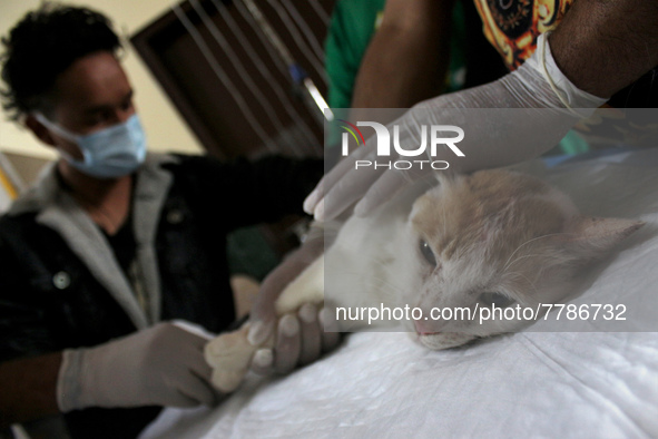 A veterinary doctor treats a cat at the animal welfare center acting as home for elderly, abandoned and rescued felines, on the occasion of...