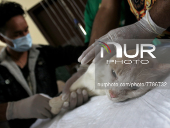 A veterinary doctor treats a cat at the animal welfare center acting as home for elderly, abandoned and rescued felines, on the occasion of...