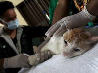 A veterinary doctor treats a cat at the animal welfare center acting as home for elderly, abandoned and rescued felines, on the occasion of...