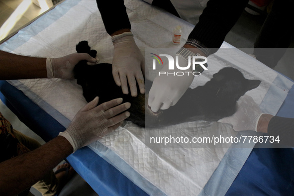 A veterinary doctor treats a cat at the animal welfare center acting as home for elderly, abandoned and rescued felines, on the occasion of...