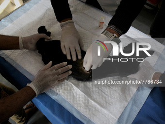 A veterinary doctor treats a cat at the animal welfare center acting as home for elderly, abandoned and rescued felines, on the occasion of...