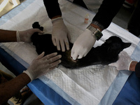 A veterinary doctor treats a cat at the animal welfare center acting as home for elderly, abandoned and rescued felines, on the occasion of...