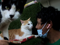 A caretaker plays with cats at the animal welfare center acting as home for elderly, abandoned and rescued felines, on the occasion of 'Worl...