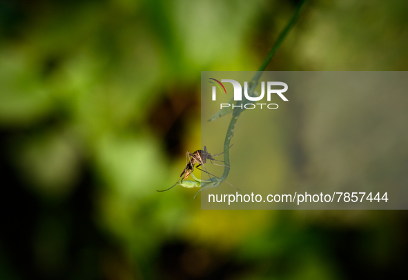 A female anopheles mosquito is sitting on the vine of the forest at Tehatta, West Bengal; India on 03/03/2022, which cause malaria in humans...