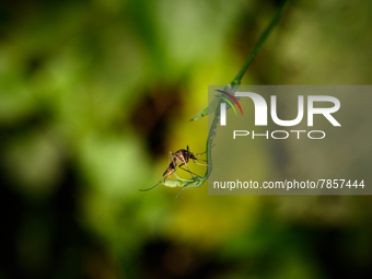 A female anopheles mosquito is sitting on the vine of the forest at Tehatta, West Bengal; India on 03/03/2022, which cause malaria in humans...