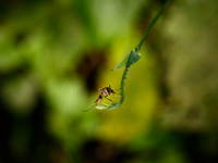 A female anopheles mosquito is sitting on the vine of the forest at Tehatta, West Bengal; India on 03/03/2022, which cause malaria in humans...