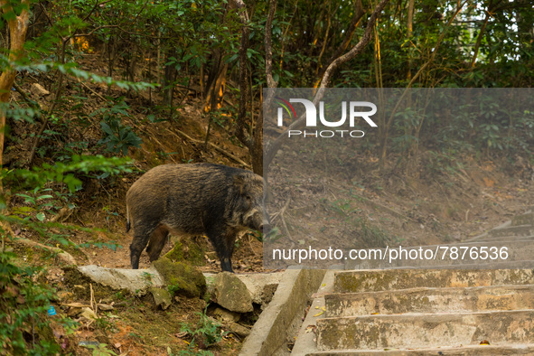 A wild boar poses near a stairway taken by people in the Wong Tai Sin district, in Hong Kong, China, on March 6, 2022.  