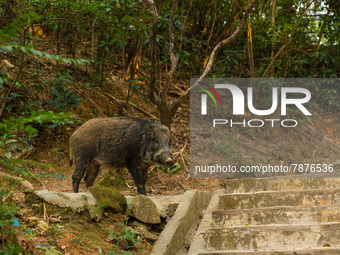 A wild boar poses near a stairway taken by people in the Wong Tai Sin district, in Hong Kong, China, on March 6, 2022.  (