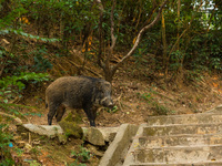 A wild boar poses near a stairway taken by people in the Wong Tai Sin district, in Hong Kong, China, on March 6, 2022.  (