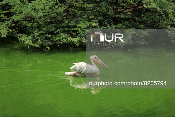 A rosy pelican swims in a pond at the National Zoological Park in New Delhi, India on May 9, 2022.  