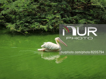 A rosy pelican swims in a pond at the National Zoological Park in New Delhi, India on May 9, 2022.  (