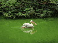 A rosy pelican swims in a pond at the National Zoological Park in New Delhi, India on May 9, 2022.  (