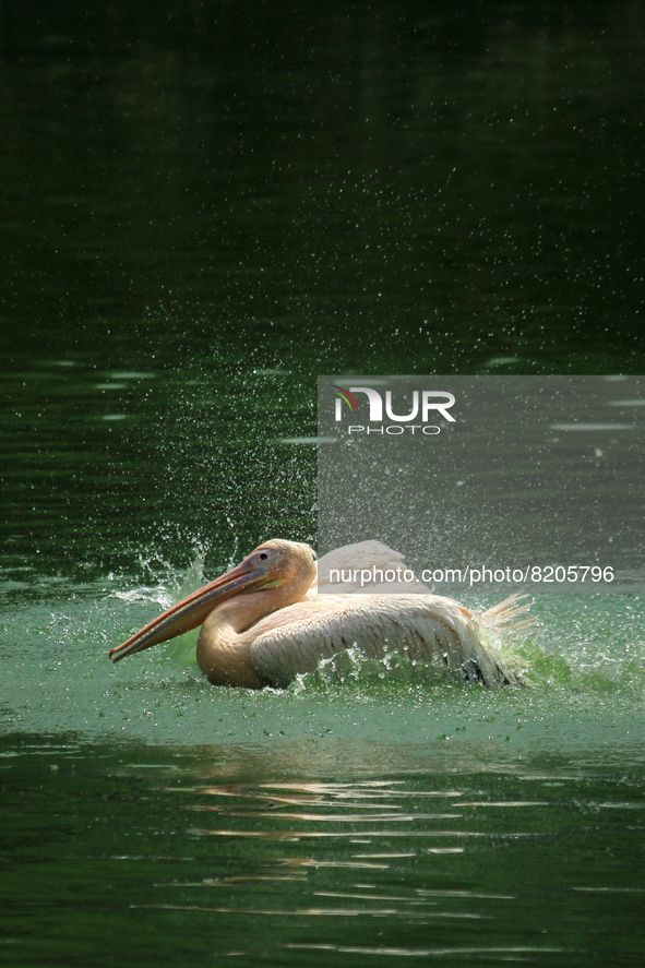 A rosy pelican swims in a pond at the National Zoological Park in New Delhi, India on May 9, 2022.  