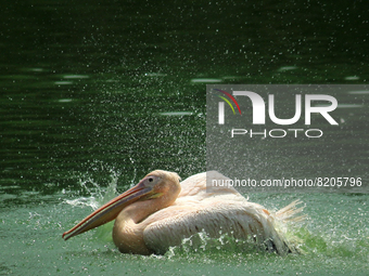 A rosy pelican swims in a pond at the National Zoological Park in New Delhi, India on May 9, 2022.  (