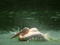 A rosy pelican swims in a pond at the National Zoological Park in New Delhi, India on May 9, 2022.  (