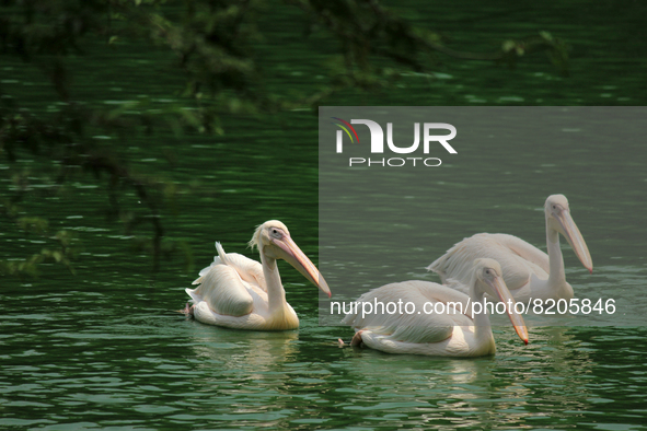 A flock of 'Rosy Pelican' birds swim in a pond at the National Zoological Park in New Delhi, India on May 9, 2022.  